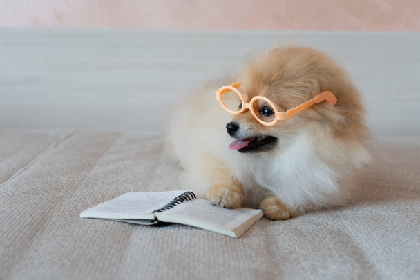 The Pomeranian dog lies on the sofa with glasses and an open book - Φωτογραφία, εικόνα