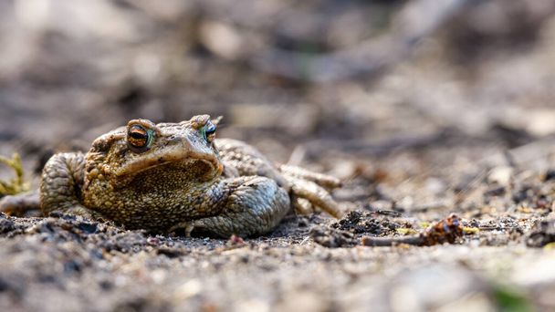 Μεγάλος κοινός βάτραχος, ευρωπαϊκός βάτραχος (Bufo bufo) που στηρίζεται στον αμμώδη δρόμο στην αρχή της ανοιξιάτικης περιόδου ζευγαρώματος. - Φωτογραφία, εικόνα