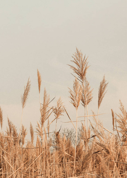 Коричневий золотий пухнастий пампас галуззя трави коливається на вітрі, природний мінімальний розмитий весняний фон, вибірковий фокус. - Фото, зображення