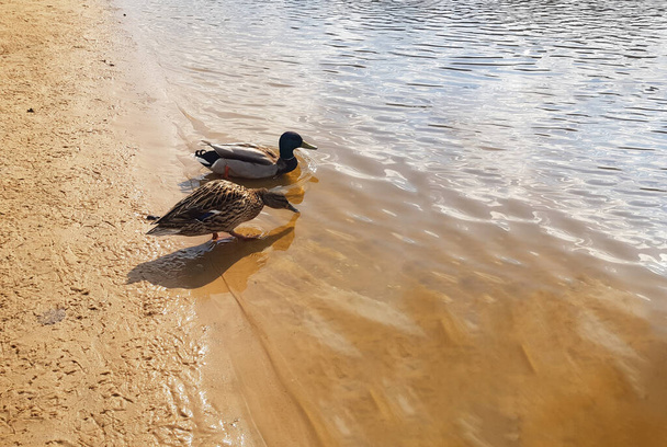 Hermoso par de patos casados en el río cerca de la orilla de cerca. Familia de pato de vacaciones - Foto, Imagen