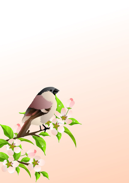 Spring background with sparrow at blossoming branch - Vector, Image
