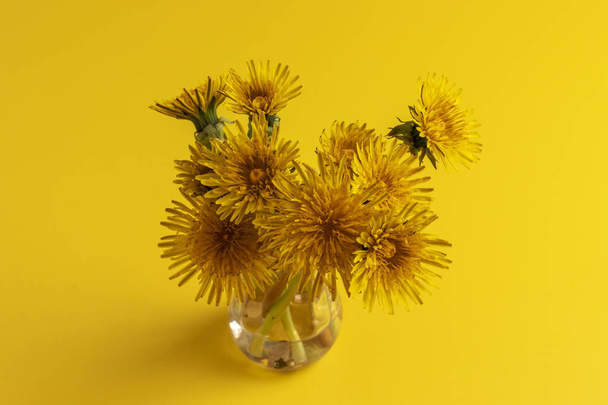 黄色の背景に小さな花瓶に黄色のタンポポの花束。. - 写真・画像