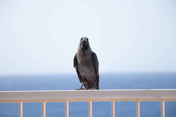 corvo senta-se no pereli no fundo do mar no Egito - Foto, Imagem
