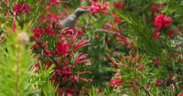 Colibrí de Anna alimentándose de las flores rojas - Imágenes, Vídeo
