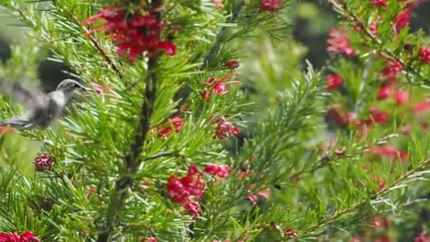Colibrí de Anna alimentándose de las flores rojas - Metraje, vídeo