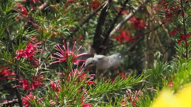 O beija-flor da Anna alimentando-se das flores vermelhas - Filmagem, Vídeo