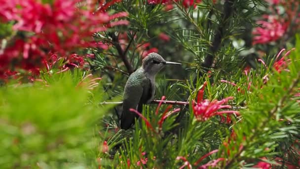 Anna 's kolibrie voedt zich met rode bloemen - Video