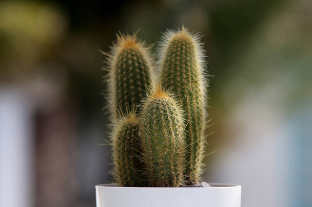 Extreme close-up on sharp cactus spikes. Desert plants full frame. - Photo, Image