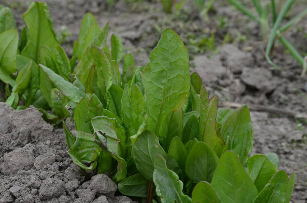 Friss zöld sóska levelek egy kerti ágyon a kertben.Friss sóska (Rumex) nő a talajban.Organikus sóska az ágyon.Környezetbarát zöldség- és gyümölcstermesztés. - Fotó, kép