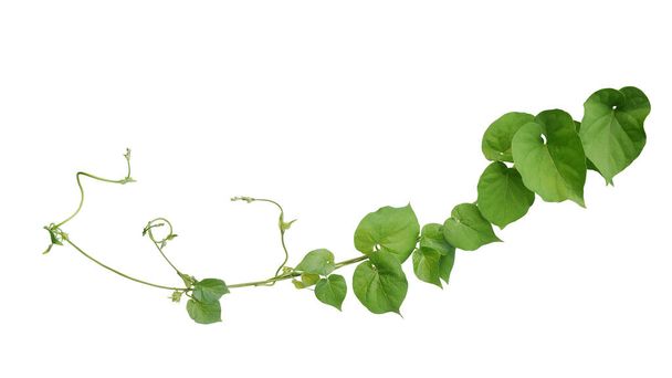 Twisted jungle vines liana plant Cowslip creeper vine (Telosma cordata) with heart shaped green leaves and flowers isolated on white background, clipping path included.	 - Foto, afbeelding