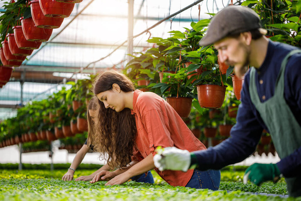 Young team of gardeners working in horticulture. Sunny day in the greenhouse. - Foto, Imagen