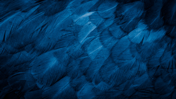 macro foto van blauwe kippenveren. achtergrond of textura - Foto, afbeelding