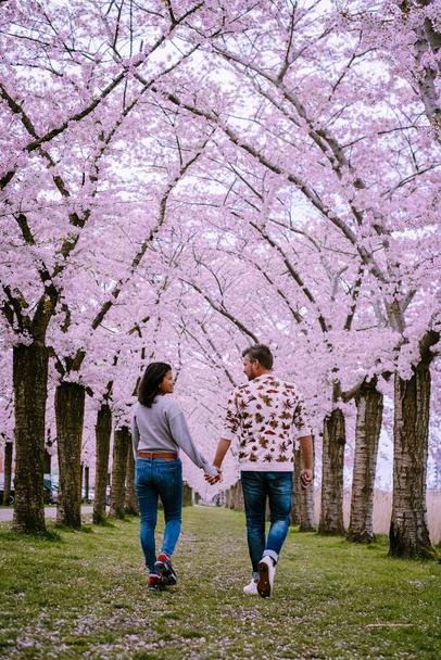 Sakura Cherry bloeiende steeg. Prachtig landschapspark met rijen bloeiende kersensakura 's en groen gazon in het voorjaar, Nederland. Roze bloemen van kersenboom. - Foto, afbeelding