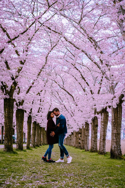 Sakura Cherry kvetoucí ulička. Nádherný malebný park s řadami kvetoucích třešňových sakur a zeleným trávníkem na jaře v Holandsku. Růžové květy třešně. - Fotografie, Obrázek