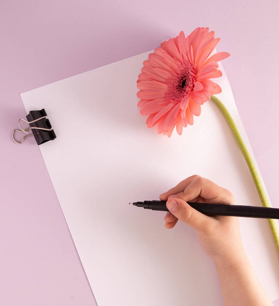 Projekt kartki okolicznościowej Creative Mother 's Day. Ręka dziewczyny piszącej kartkę z życzeniami, pusty papier i różowy kwiat gerbery na pastelowym fioletowym tle. Układ płaski. - Zdjęcie, obraz