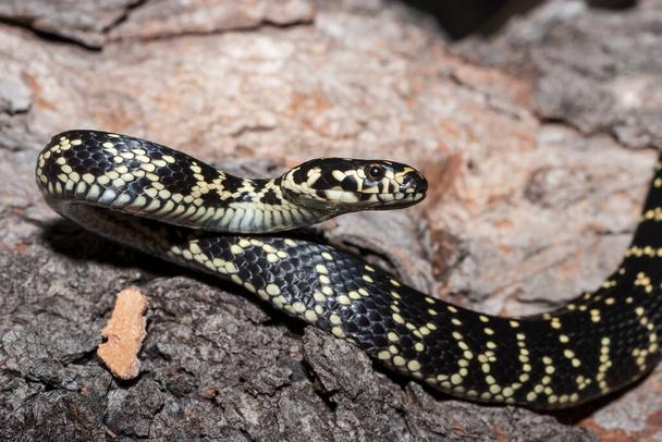Primer plano de la serpiente de cabeza ancha en peligro de extinción - Foto, Imagen