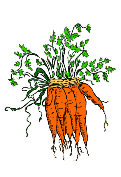 Bouquet de carottes
 - Vecteur, image