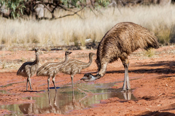 Male Emu and chicks drinking at waterhole - 写真・画像
