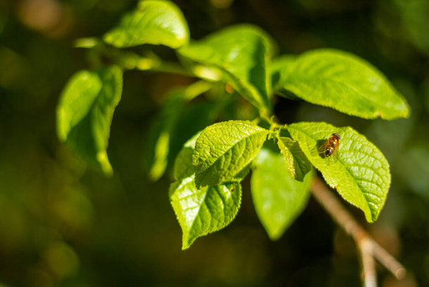 Збільшення зелених листків з бджолою в сонячний день - Фото, зображення