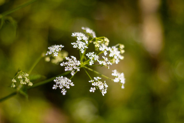 Małe białe kwiaty w słoneczny dzień na zielonym tle - Zdjęcie, obraz