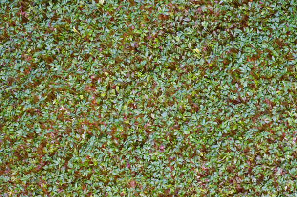 Berro verde fresco
 - Foto, imagen
