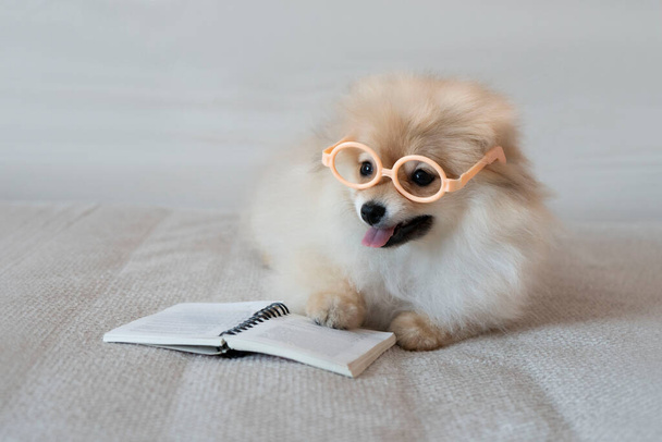 The Pomeranian dog lies on the sofa with glasses and an open book - Φωτογραφία, εικόνα