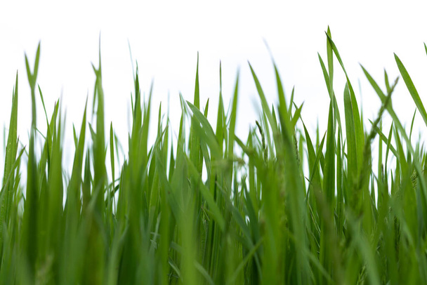 Primavera hierba verde aislado sobre fondo blanco, espacio de copia - Foto, imagen