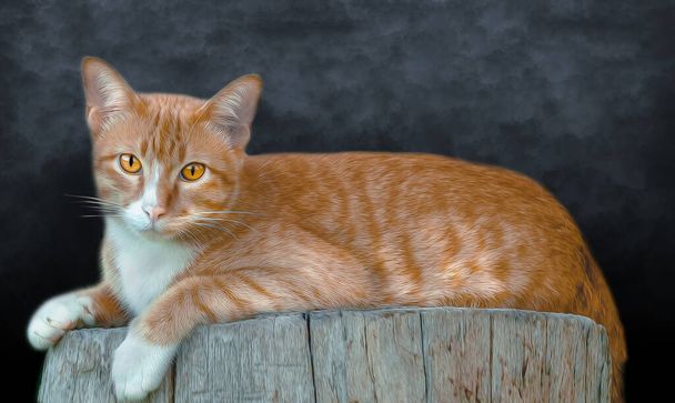 sonolento tailandês gato sobre preto fundo - Foto, Imagem