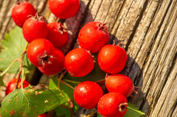 ぼんやりとした写真、深いフィールド。ホーソーンは、小さな暗赤色の果実を持つピンクの家族のとげのある低木または木です。もともと北部の温帯地域から、それは通常、ヘッジに使用されます。 - 写真・画像