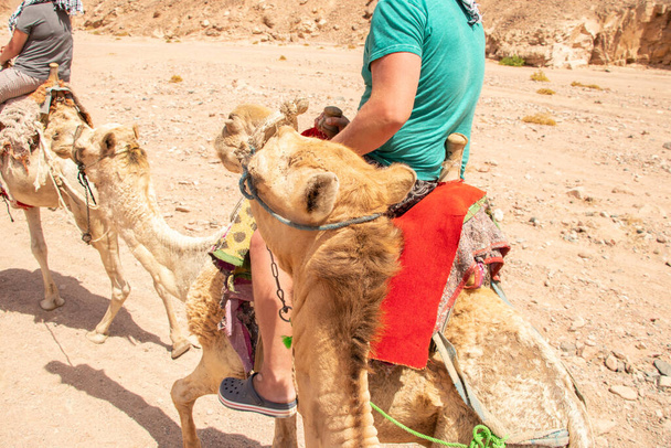 kameel rijden in Afrika in Egypte in de woestijn, Afrikaanse kamelen - Foto, afbeelding