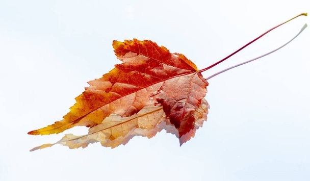 Φθινοπωρινό φύλλωμα, εποχιακό βοτανικό υπόβαθρο - Φωτογραφία, εικόνα