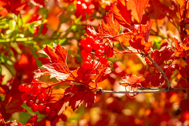 Autumn foliage, seasonal botanical background - Фото, изображение