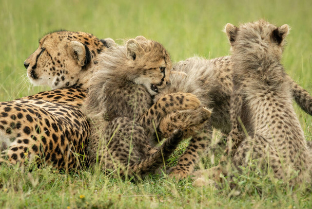 Cheetah miente con tres cachorros jugando a la lucha - Foto, imagen