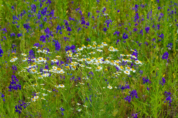 hermoso tiro floral, fondo de pantalla natural - Foto, Imagen