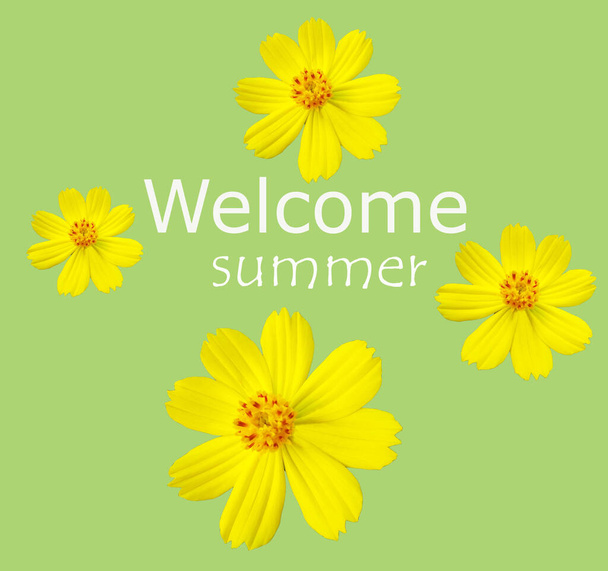 Design welcome summer concept by collection of yellow mexican aster flowers ( cosmos.) blossom blooming isolated on pastel green background. houseplant for stock photo, spring floral, closeup, pattern - Foto, Imagem