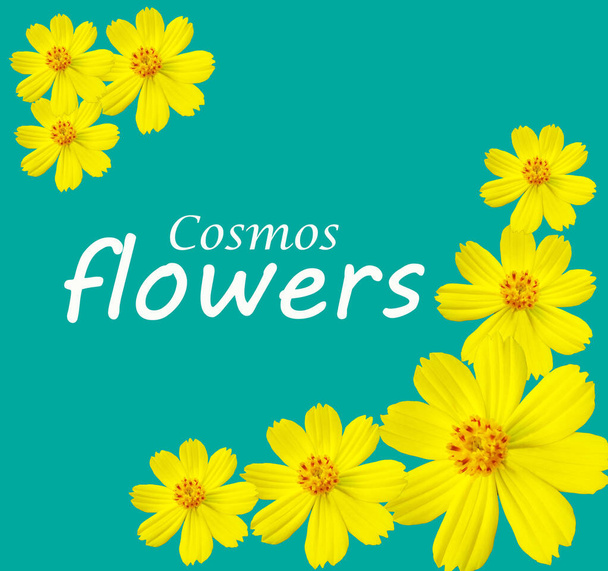 Дизайн концепції квітів космосу за колекційною рамкою жовтих мексиканських квітів айстр (космос). квітуча квітка ізольована на пастельному зеленому тлі. кімнатна рослина для стокової фотографії, весняний квітковий, крупним планом, візерунок
 - Фото, зображення