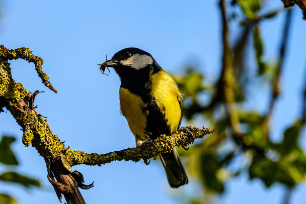 The great tit (Parus major) feeding in the green field and trees - Fotoğraf, Görsel