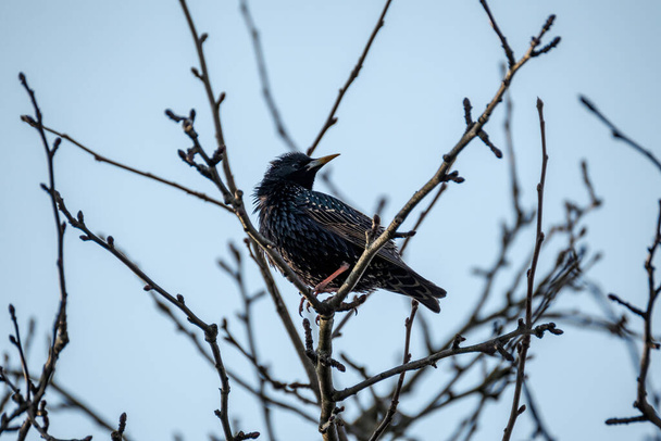 The common starling or European starling (Sturnus vulgaris) feeding in the green field and tree branches - Photo, Image
