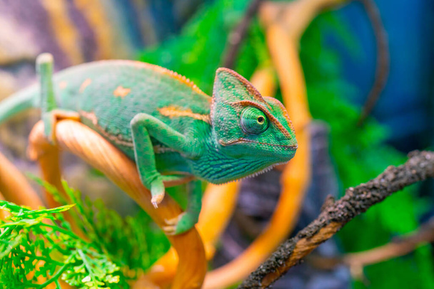 Green chameleon on a branch. Domestic pet exotic tropical animal.  - Photo, Image