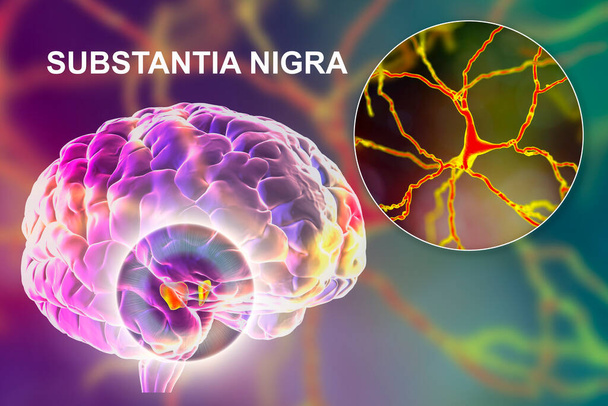Черная субстанция среднего мозга и его дофаминергических нейронов, 3D иллюстрация. Черное вещество регулирует движение и вознаграждение, его дегенерация является ключевым шагом в развитии болезни Паркинсона - Фото, изображение