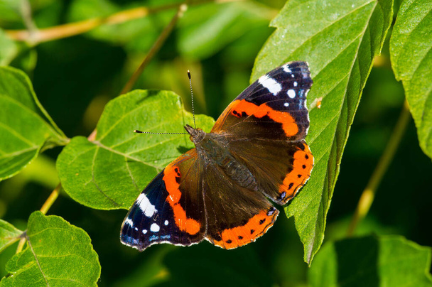 Vanessa Atalanta, almirante rojo o anterior, roja, encantadora, es una mariposa de tamaño mediano bien caracterizada con alas negras, rayas naranjas y manchas blancas. Tiene una envergadura de alrededor de 2 pulgadas. - Foto, Imagen
