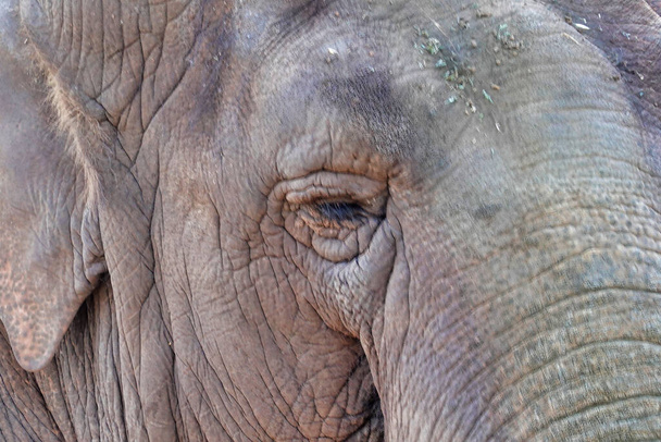 A closeup shot of an elephant head - Foto, Imagem