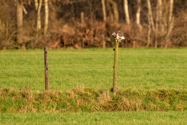 Large buzzard, landing on a pole at the edge of a ditch in a mea - Photo, Image