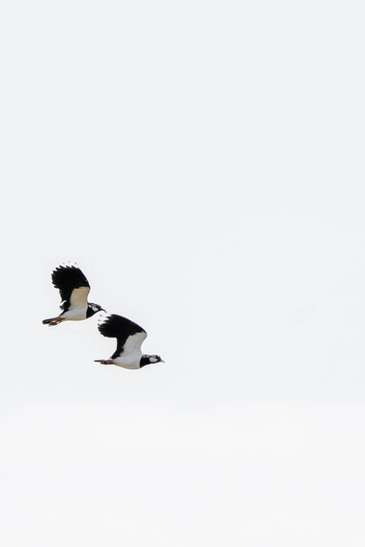 2羽の羽ばたき鳥が空を同時に飛ぶ。オランダのフリースラント州で - 写真・画像