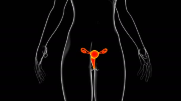 Anatomie van het vrouwelijke voortplantingssysteem voor medisch concept 3D Illustratie - Video
