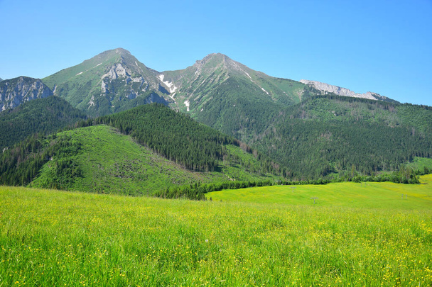 As duas montanhas mais altas do Belianske Tatra, Havran e Zdiarska vidla. Um prado de flores amarelas na frente. - Foto, Imagem