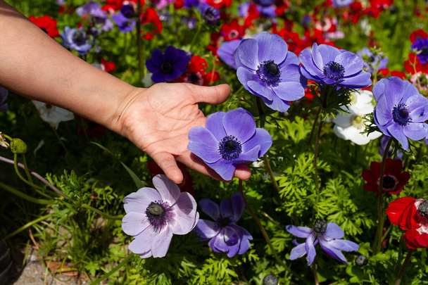 ライラックの花を持つ女性の手、自然コンセプト - 写真・画像