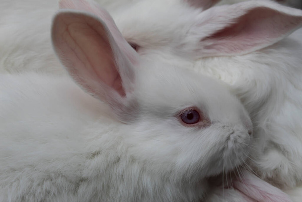 Close-up. A small, fluffy, white rabbit on the background of the second rabbit.  - Photo, Image