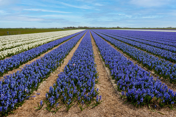 Champs remplis de jacinthes aux couleurs vives et d'odeurs enivrantes, province de Hollande-Septentrionale, Pays-Bas - Photo, image