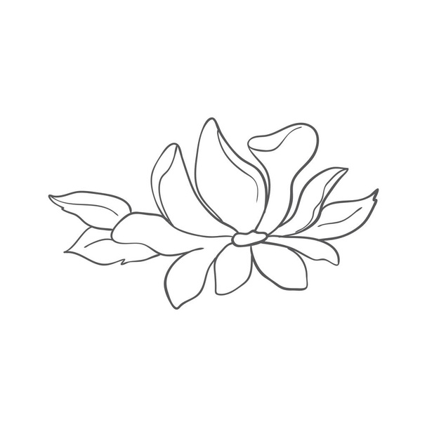 Sketch of graphic hand-drawn magnolia flower on a white background. Vector illustration. - Vector, Image